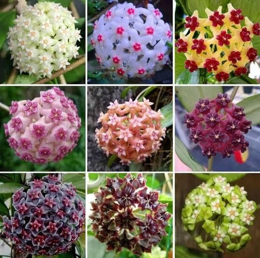 Hoya Bulbs Stars Falling From The Sky (Pack of 1) 12 pis